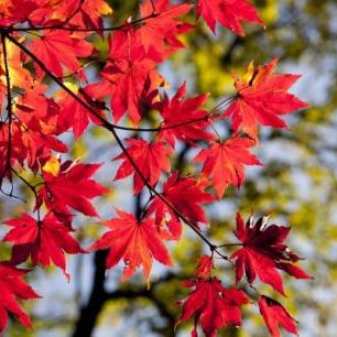 輸入壁紙 カスタム壁紙 PHOTOWALL / Autumn Maple Leaves (e310496)