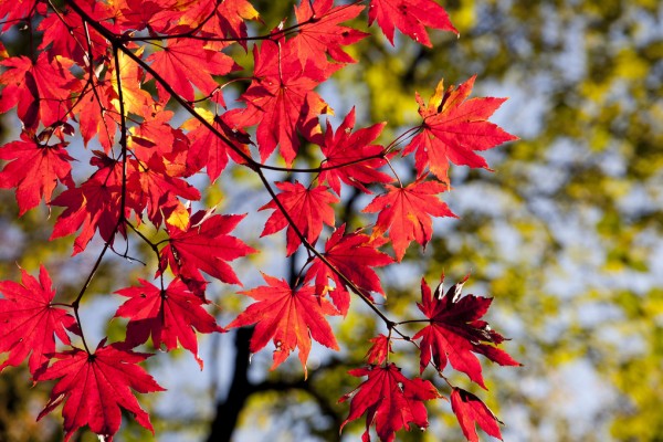 輸入壁紙 カスタム壁紙 PHOTOWALL / Autumn Maple Leaves (e310496)