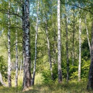 輸入壁紙 カスタム壁紙 PHOTOWALL / Birch Grove Trees (e310497)