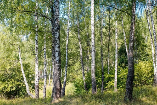 輸入壁紙 カスタム壁紙 PHOTOWALL / Birch Grove Trees (e310497)