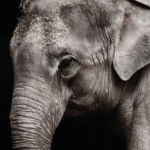 輸入壁紙 カスタム壁紙 PHOTOWALL / Elephant Up Close (e310515)