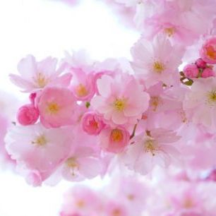 輸入壁紙 カスタム壁紙 PHOTOWALL / Blossom Cherry Flowers (e310524)