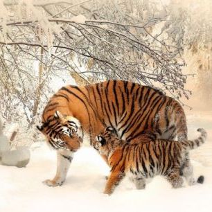 輸入壁紙 カスタム壁紙 PHOTOWALL / Tiger with Young Cub (e310532)