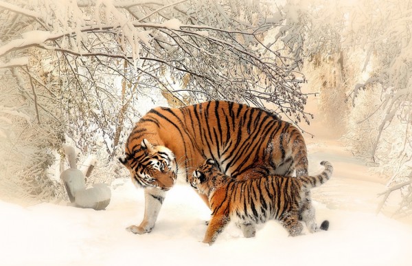 輸入壁紙 カスタム壁紙 PHOTOWALL / Tiger with Young Cub (e310532)