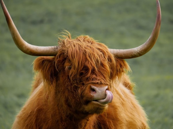 輸入壁紙 カスタム壁紙 PHOTOWALL / Highland Cattle (e310536)
