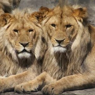 輸入壁紙 カスタム壁紙 PHOTOWALL / Lions in the Zoo (e310544)