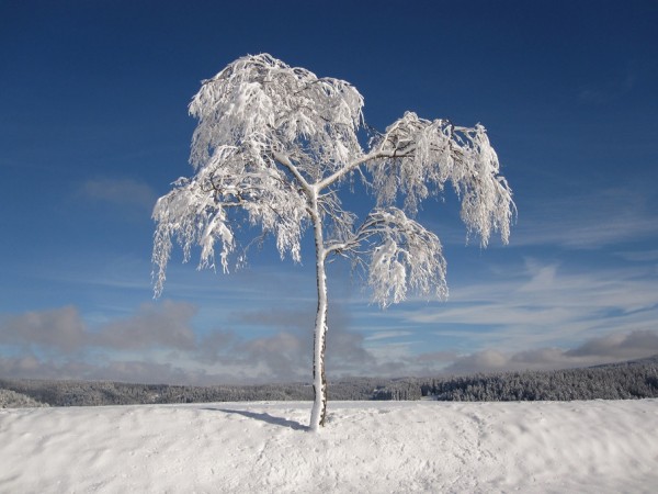 輸入壁紙 カスタム壁紙 PHOTOWALL / Lonely Winter Tree (e310554)