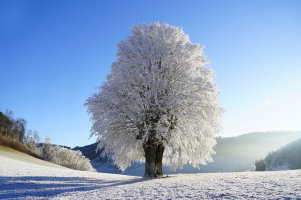輸入壁紙 カスタム壁紙 PHOTOWALL / Frozen Tree (e310555)