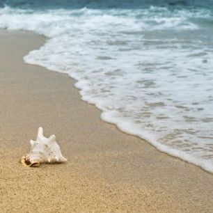 輸入壁紙 カスタム壁紙 PHOTOWALL / Shellfish in the Sand (e310579)