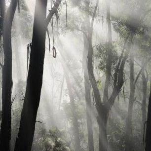 輸入壁紙 カスタム壁紙 PHOTOWALL / Eucalypt Forest Fog (e310361)