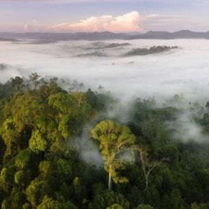 輸入壁紙 カスタム壁紙 PHOTOWALL / Lowland Rainforest Mist (e310363)