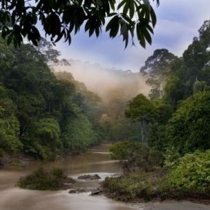 輸入壁紙 カスタム壁紙 PHOTOWALL / Segama River and Rainforest (e310365)