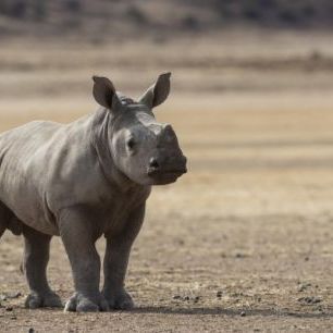 輸入壁紙 カスタム壁紙 PHOTOWALL / White Rhinoceros Calf (e310371)