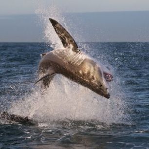 輸入壁紙 カスタム壁紙 PHOTOWALL / Breaching Great White Shark (e310375)