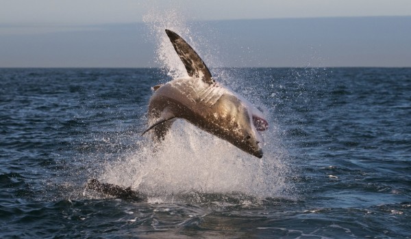 輸入壁紙 カスタム壁紙 PHOTOWALL / Breaching Great White Shark (e310375)