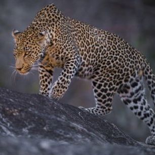 輸入壁紙 カスタム壁紙 PHOTOWALL / Leopard Male (e310377)