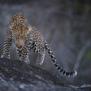 輸入壁紙 カスタム壁紙 PHOTOWALL / Leopard on a Rock (e310378)