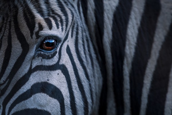 輸入壁紙 カスタム壁紙 PHOTOWALL / Plains Zebra Close Up (e310385)