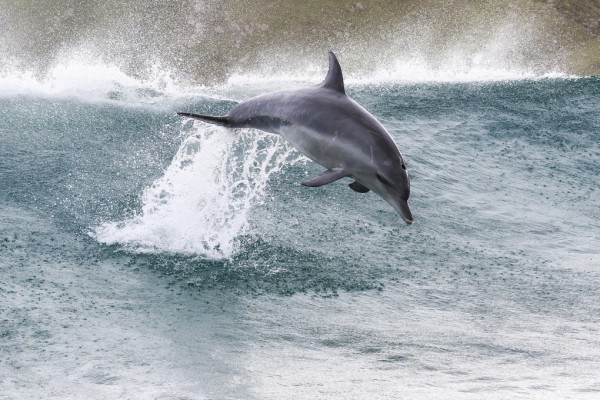 輸入壁紙 カスタム壁紙 PHOTOWALL / Indo-Pacific Bottlenose Dolphin (e310393)