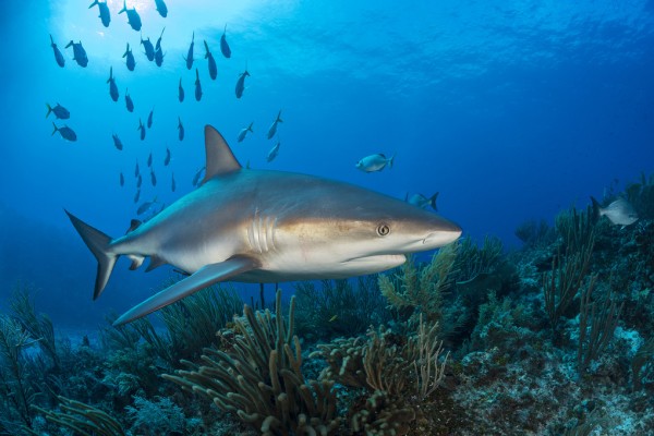 輸入壁紙 カスタム壁紙 PHOTOWALL / Caribbean Reef Shark (e310396)
