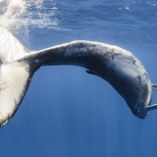 輸入壁紙 カスタム壁紙 PHOTOWALL / Humpback Whale (e310399)