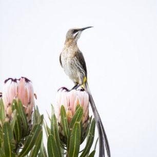 輸入壁紙 カスタム壁紙 PHOTOWALL / Cape Sugarbird (e310401)