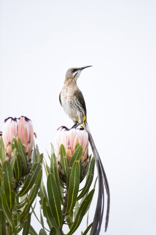 輸入壁紙 カスタム壁紙 PHOTOWALL / Cape Sugarbird (e310401)
