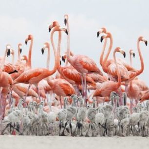 輸入壁紙 カスタム壁紙 PHOTOWALL / Caribbean Flamingo (e310408)