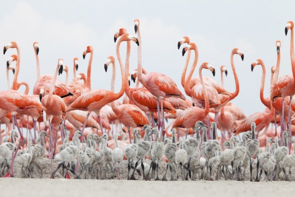 輸入壁紙 カスタム壁紙 PHOTOWALL / Caribbean Flamingo (e310408)