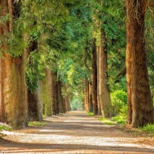 輸入壁紙 カスタム壁紙 PHOTOWALL / Pathway Between Trees (e310656)