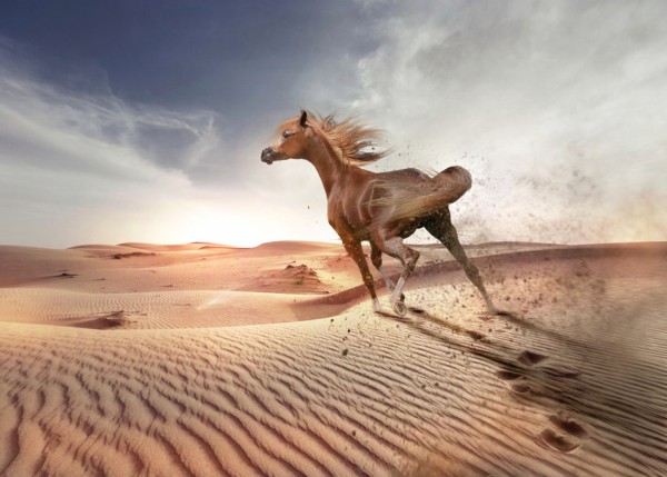 輸入壁紙 カスタム壁紙 PHOTOWALL / Running Horse in the Desert (e310662)
