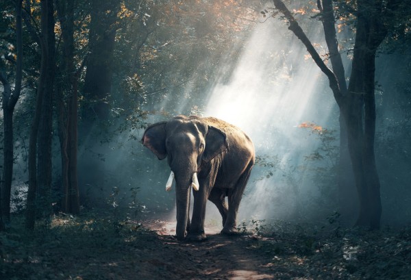 輸入壁紙 カスタム壁紙 PHOTOWALL / Elephant in the Woods (e310663)
