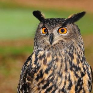 輸入壁紙 カスタム壁紙 PHOTOWALL / European Eagle Owl (e310664)