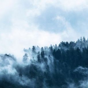 輸入壁紙 カスタム壁紙 PHOTOWALL / Fog in the Forest (e310665)