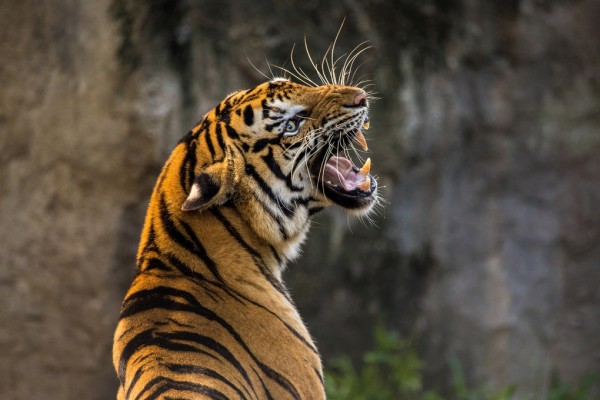輸入壁紙 カスタム壁紙 PHOTOWALL / Roaring Tiger (e310675)
