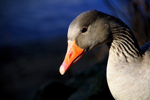 輸入壁紙 カスタム壁紙 PHOTOWALL / Greylag Goose (e310632)