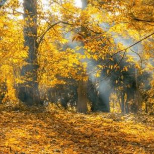 輸入壁紙 カスタム壁紙 PHOTOWALL / Yellow Autumn Leaves (e310634)