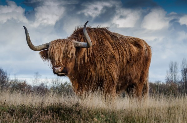 輸入壁紙 カスタム壁紙 PHOTOWALL / Bull Grazing in the Meadow (e310636)