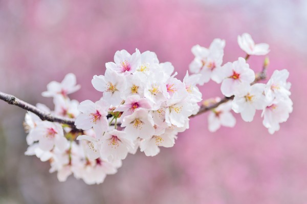輸入壁紙 カスタム壁紙 PHOTOWALL / Beautiful Cherry Blossoms (e310642)