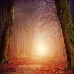 輸入壁紙 カスタム壁紙 PHOTOWALL / Mystical Forest Path (e310644)