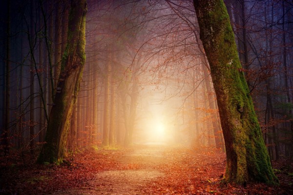 輸入壁紙 カスタム壁紙 PHOTOWALL / Mystical Forest Path (e310644)