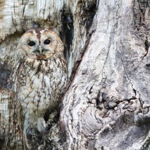 輸入壁紙 カスタム壁紙 PHOTOWALL / Camouflage Owl (e310645)
