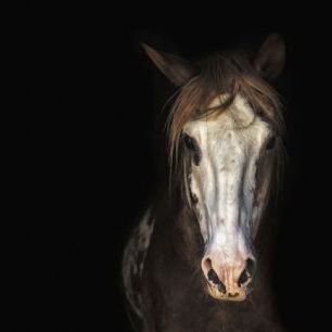 輸入壁紙 カスタム壁紙 PHOTOWALL / Horse in the Dark (e310687)