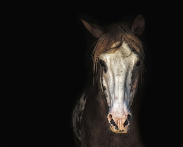 輸入壁紙 カスタム壁紙 PHOTOWALL / Horse in the Dark (e310687)