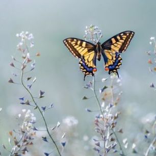 輸入壁紙 カスタム壁紙 PHOTOWALL / Swallowtail Beauty (e311039)