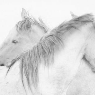 輸入壁紙 カスタム壁紙 PHOTOWALL / Horses (e311047)