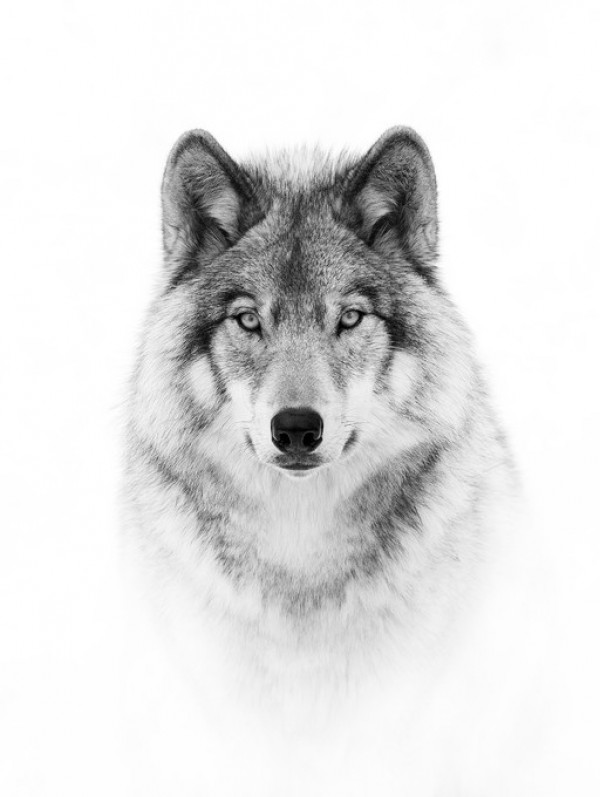 輸入壁紙 カスタム壁紙 PHOTOWALL / Portrait of a Timber Wolf (e311064)