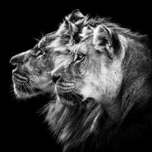 輸入壁紙 カスタム壁紙 PHOTOWALL / Lion and Lioness Portrait (e311122)