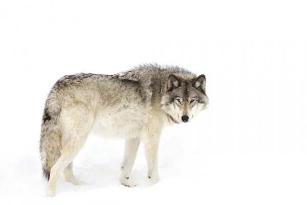 輸入壁紙 カスタム壁紙 PHOTOWALL / Canadian Timber Wolf Walking Through The Snow (e311129)