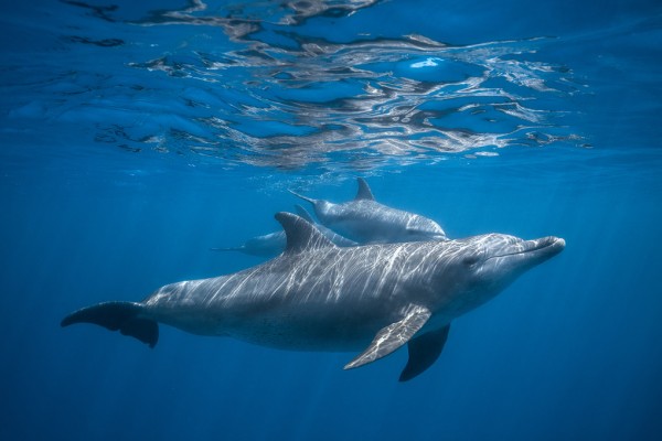 輸入壁紙 カスタム壁紙 PHOTOWALL / Pod of Dolphin (e311130)